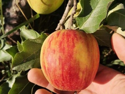 Mali proizvođači teško opstaju na tržištu