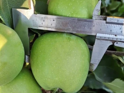 Mali proizvođači teško opstaju na tržištu