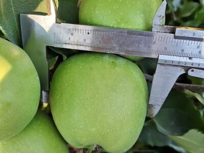 Mali proizvođači teško opstaju na tržištu