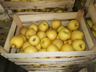 Mali proizvođači teško opstaju na tržištu