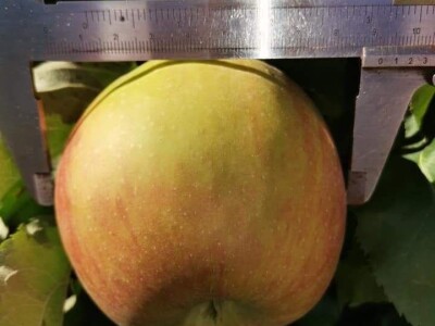 Mali proizvođači teško opstaju na tržištu