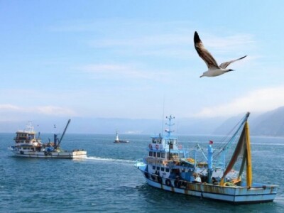 Mali ribari u pratnji galeba