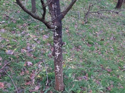 Mali voćni potkornjak Mali voćni potkornjak