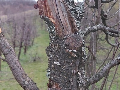 Mali voćni potkornjak Mali voćni potkornjak