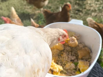 Mali vrt Đane Lučić iz Bibinja "od dva hektara ljubavi"