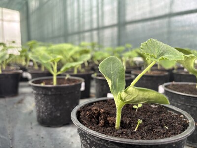 Mali vrtlari s velikim porukama