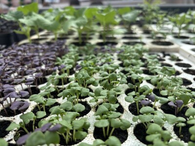 Mali vrtlari s velikim porukama