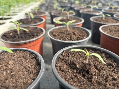 Mali vrtlari s velikim porukama