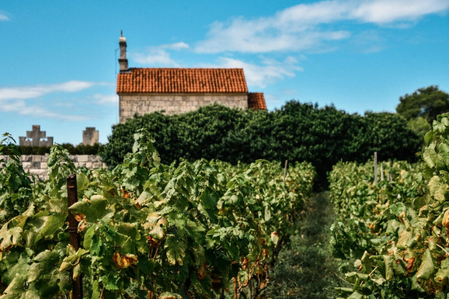 vino dalmacija