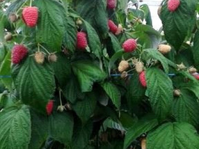 Od poznatog repera do uspješnog poljoprivrednika