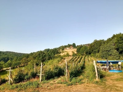 Malina
