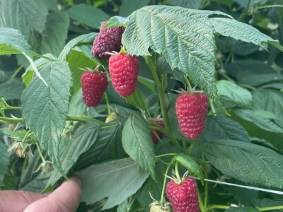 malina 2024 malina 2024