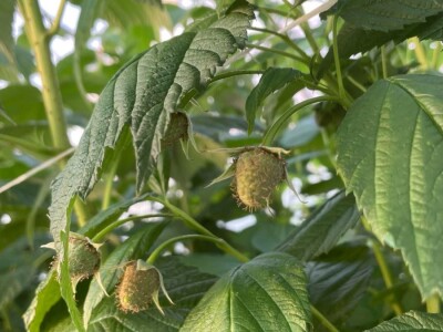 malina 2024 malina 2024