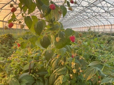 malina 2024 malina 2024