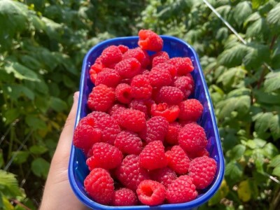 malina 2024 malina 2024