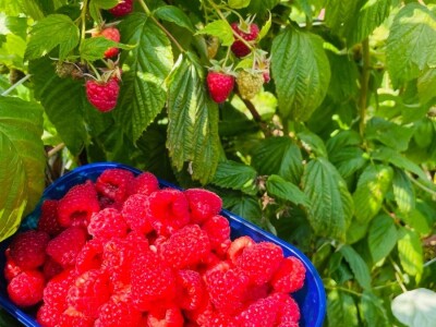 malina 2024 malina 2024