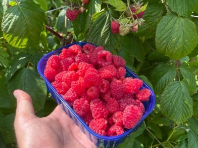 malina 2024 malina 2024