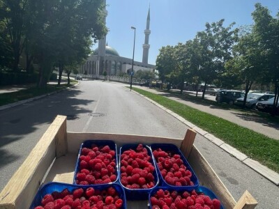 malina 2024 malina 2024