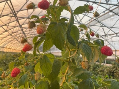 malina 2024 malina 2024