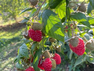 malina 2024 malina 2024