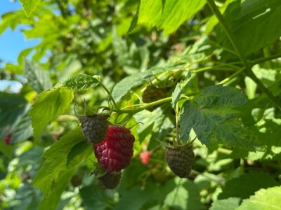 malina 2024 malina 2024