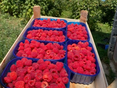 malina 2024 malina 2024