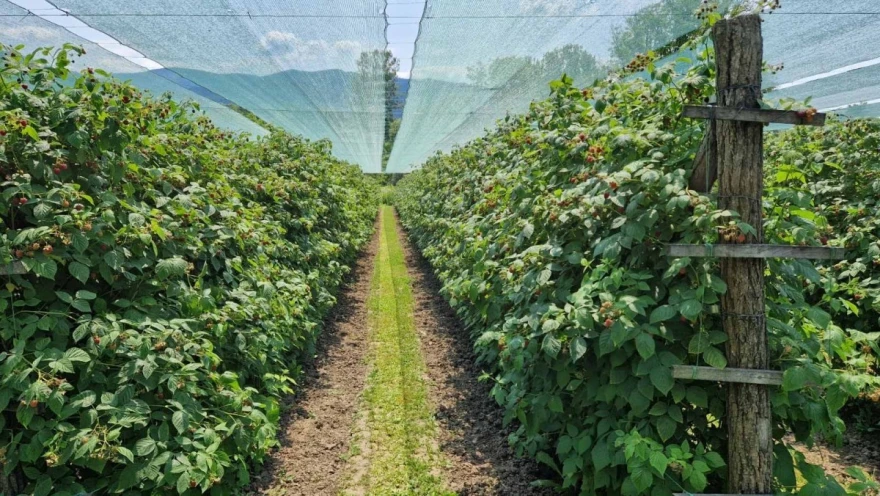 maline, zasad