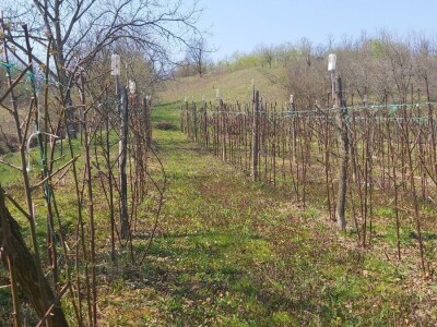 Malina kao osnovni izvor prihoda