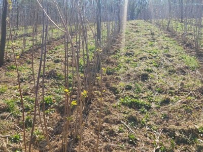 Malina kao osnovni izvor prihoda