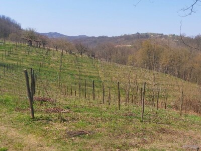 Malina kao osnovni izvor prihoda