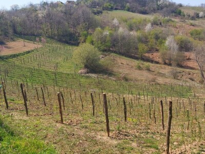 Malina kao osnovni izvor prihoda