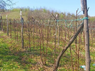 Malina kao osnovni izvor prihoda