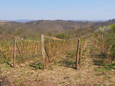 Malina kao osnovni izvor prihoda