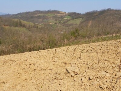 Malina kao osnovni izvor prihoda