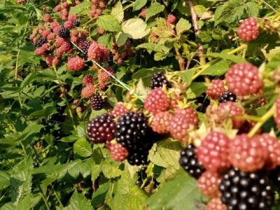 Malina koja tek stize na branje