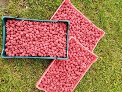 Malina koja tek stize na branje