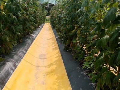 Malina koja tek stize na branje