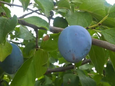 Malina, kupina ili šljiva: Šta će doneti zaradu u Kolubarskom okrugu? Malina, kupina ili šljiva: Šta će doneti zaradu u Kolubarskom okrugu?