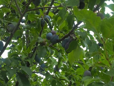 Malina, kupina ili šljiva: Šta će doneti zaradu u Kolubarskom okrugu? Malina, kupina ili šljiva: Šta će doneti zaradu u Kolubarskom okrugu?