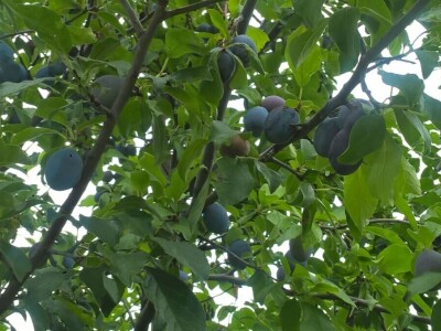 Malina, kupina ili šljiva: Šta će doneti zaradu u Kolubarskom okrugu? Malina, kupina ili šljiva: Šta će doneti zaradu u Kolubarskom okrugu?