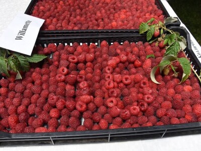 Malina, kupina ili šljiva: Šta će doneti zaradu u Kolubarskom okrugu? Malina, kupina ili šljiva: Šta će doneti zaradu u Kolubarskom okrugu?