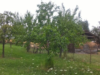Malina, kupina ili šljiva: Šta će doneti zaradu u Kolubarskom okrugu? Malina, kupina ili šljiva: Šta će doneti zaradu u Kolubarskom okrugu?