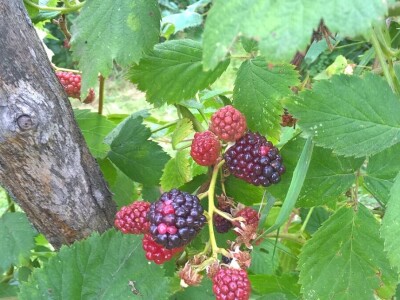 Malina, kupina ili šljiva: Šta će doneti zaradu u Kolubarskom okrugu? Malina, kupina ili šljiva: Šta će doneti zaradu u Kolubarskom okrugu?