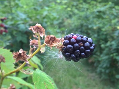 Malina, kupina ili šljiva: Šta će doneti zaradu u Kolubarskom okrugu? Malina, kupina ili šljiva: Šta će doneti zaradu u Kolubarskom okrugu?