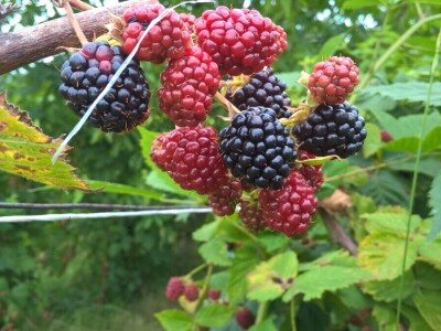 Malina, kupina ili šljiva: Šta će doneti zaradu u Kolubarskom okrugu? Malina, kupina ili šljiva: Šta će doneti zaradu u Kolubarskom okrugu?