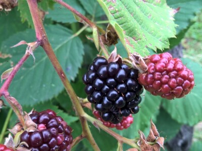 Malina, kupina ili šljiva: Šta će doneti zaradu u Kolubarskom okrugu? Malina, kupina ili šljiva: Šta će doneti zaradu u Kolubarskom okrugu?