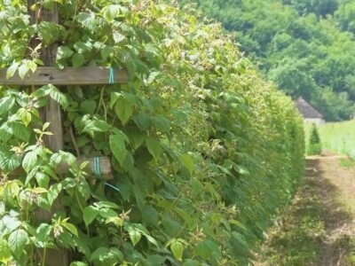 Malina počela da zri