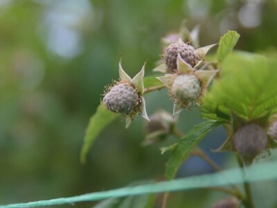 Malina počela da zri
