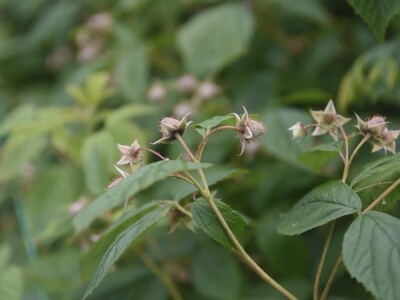 Malina počela da zri