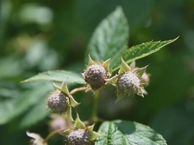 Malina počela da zri